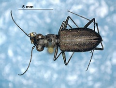 Cicindela punctulata
