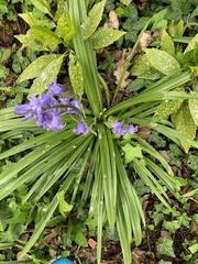 Hyacinthoides