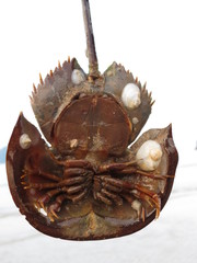 Carcinoscorpius rotundicauda