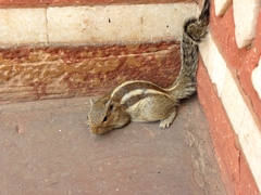 Funambulus pennantii