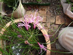 Nerine angustifolia