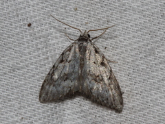 Nola cicatricalis