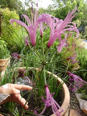 Nerine angustifolia