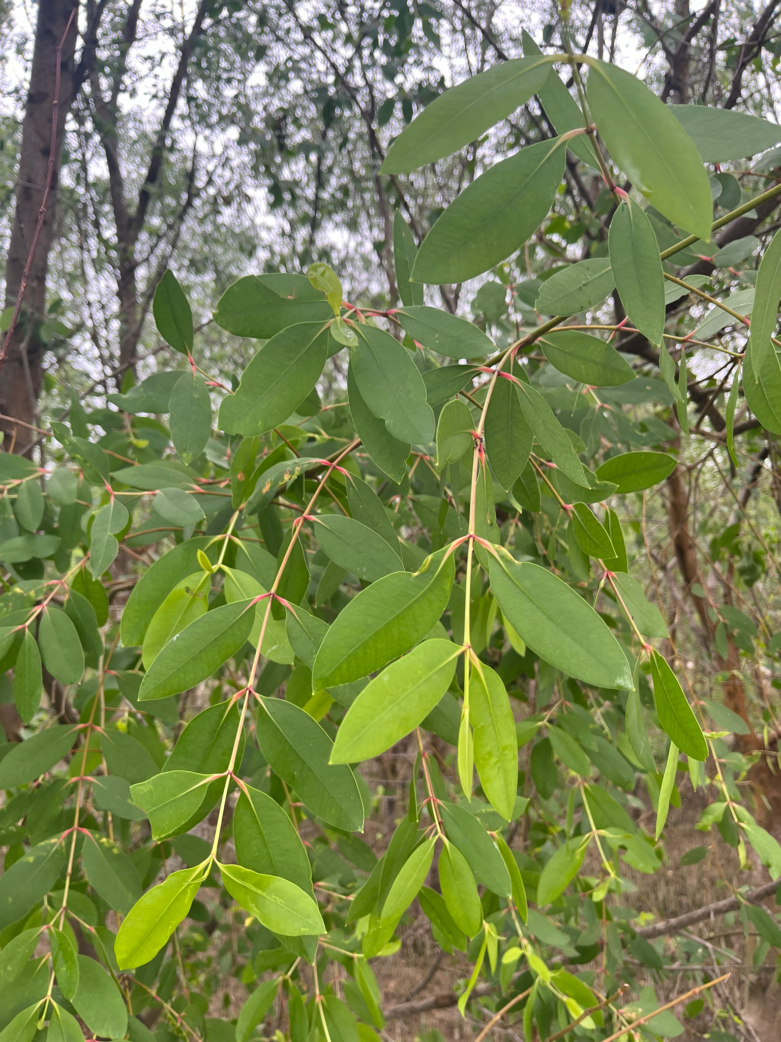 Sonneratia caseolaris — ảnh 3