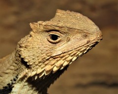 Stenocercus quinarius