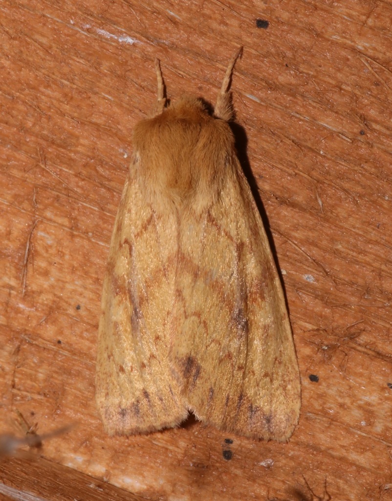 White-tailed Diver Moth