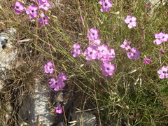 Dianthus caryophyllus