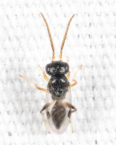 Anteon, 2026-07-03
