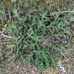 Angiospermae