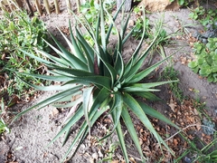 Aloe succotrina
