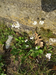 Arabidopsis arenosa