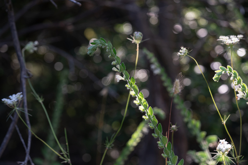 Scutellaria albida, photograph 3