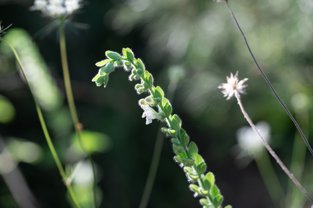 Scutellaria albida; photograph (c) Eleftherios Katsillis, some rights reserved (CC BY)