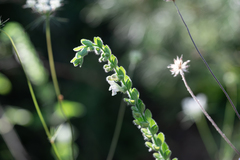 Scutellaria albida