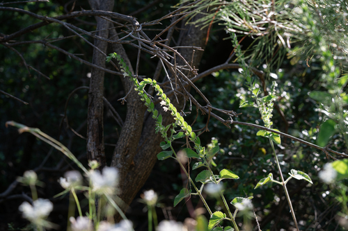 Scutellaria albida, photograph 2
