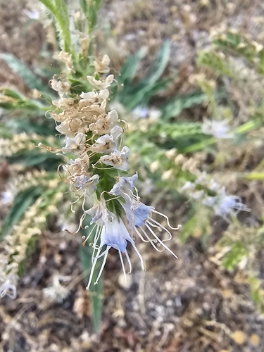 Echium lusitanicum, photograph 2