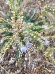 Echium lusitanicum, photograph (c) Elizabete Marchante, some rights reserved (CC BY)