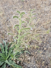 Echium lusitanicum, photograph (c) Elizabete Marchante, some rights reserved (CC BY)
