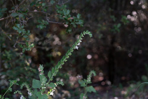 Scutellaria albida, photograph 1