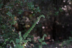 (c) Eleftherios Katsillis, some rights reserved (CC BY) Scutellaria albida, photograph (c) Eleftherios Katsillis, some rights reserved (CC BY)