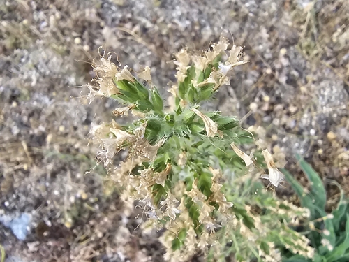 Echium lusitanicum, photograph 4