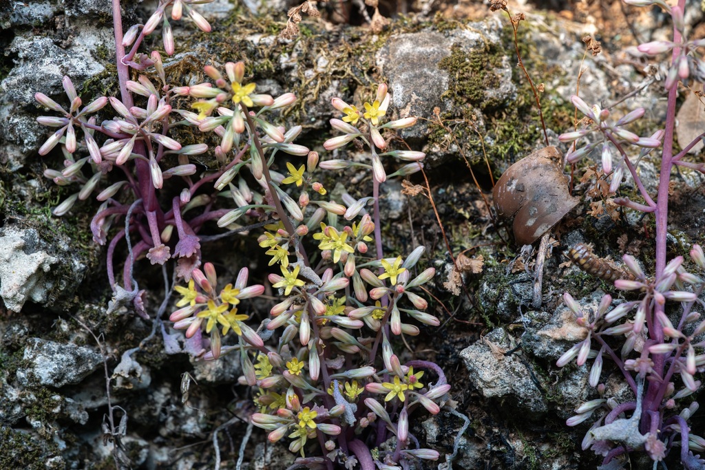 Rhodian Navelwort