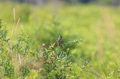Song Sparrow photographed in Wisconsin