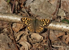 Pararge aegeria tircis