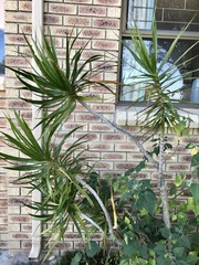 Dracaena reflexa angustifolia