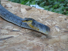 Dendrelaphis macrops