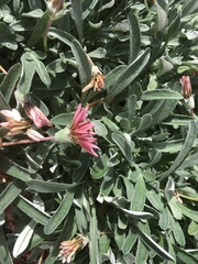 Gazania × splendens
