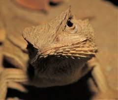 Stenocercus quinarius