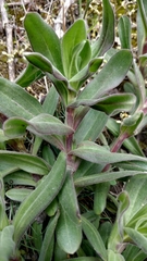 Angiospermae