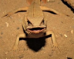 Stenocercus quinarius