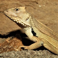 Stenocercus quinarius