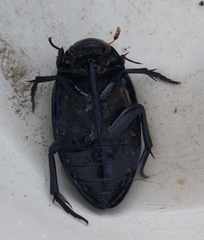 Hydrophilus aterrimus