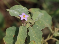Solanum tomentosum, photograph (c) Tony Rebelo, some rights reserved (CC BY-SA)
