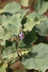 (c) Tony Rebelo, some rights reserved (CC BY-SA) Solanum tomentosum, photograph (c) Tony Rebelo, some rights reserved (CC BY-SA)