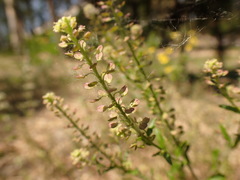 Lepidium apetalum