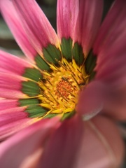 Gazania × splendens