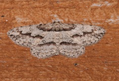 Iridopsis pergracilis