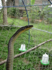 Dendrelaphis macrops