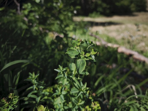 Euphorbia verrucosa, photograph 1