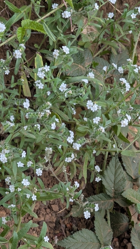 Cryptantha intermedia observed 2026-07-04