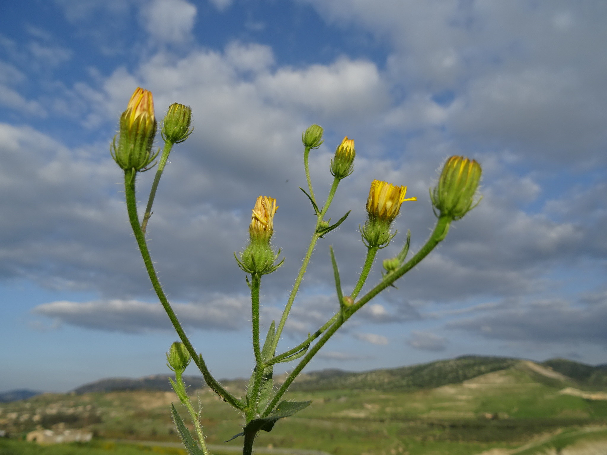Picris rhagadioloides