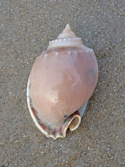 Phalium