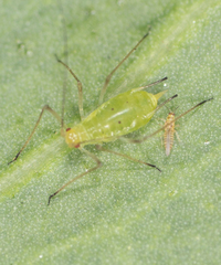Macrosiphum euphorbiae