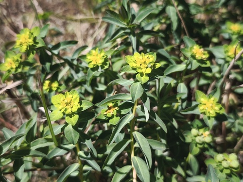 Euphorbia verrucosa