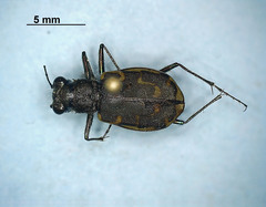 Cicindela repanda repanda