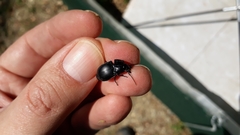 Abax ovalis
